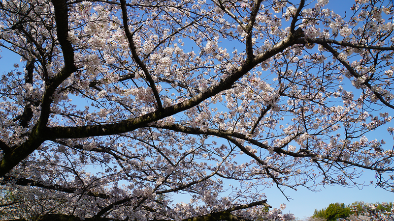 下溝古山公園（相模原市南区下溝）