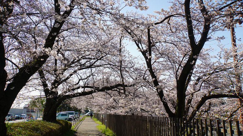 下溝古山公園（相模原市南区下溝）