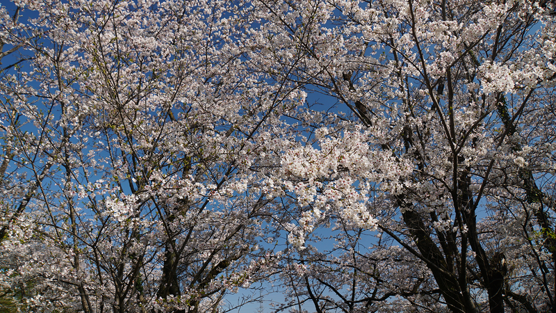 下溝古山公園（相模原市南区下溝）