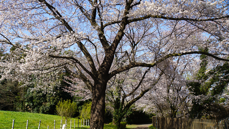 下溝古山公園（相模原市南区下溝）