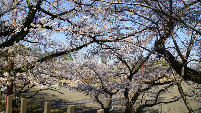下溝古山公園（相模原市南区下溝）