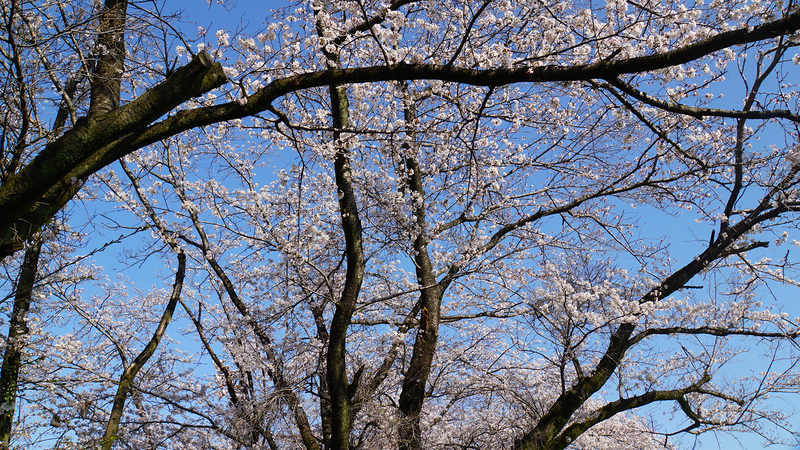 下溝古山公園（相模原市南区下溝）