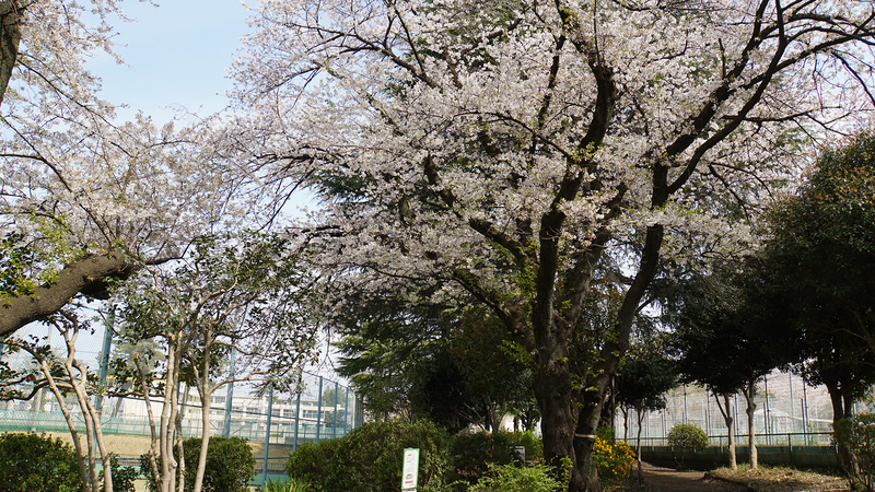 相模台公園（相模原市南区桜台）