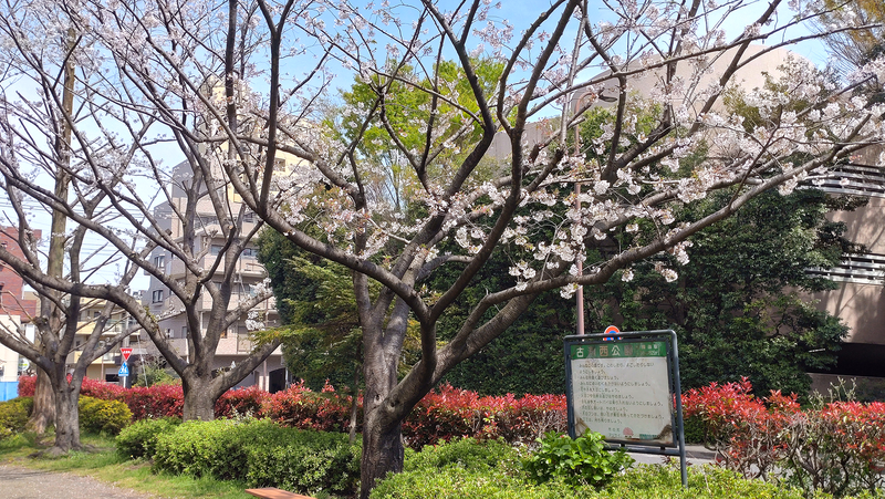 古淵西公園（相模原市南区古淵）
