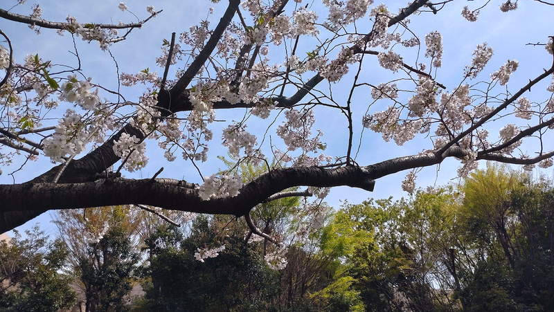 古淵西公園（相模原市南区古淵）
