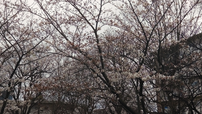 谷口南台公園（相模原市南区上鶴間本町）