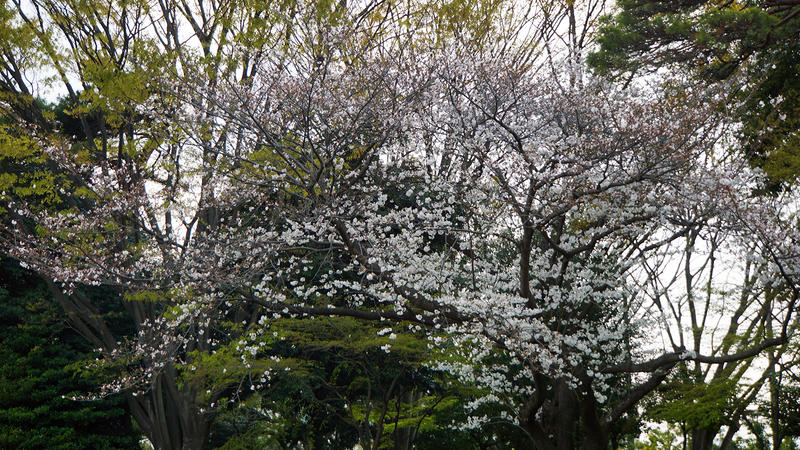 相模大野中央公園（相模原市南区相模大野）