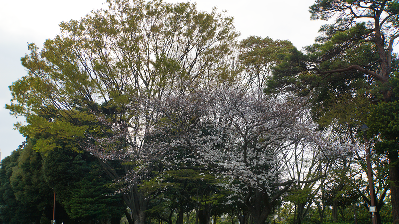 相模大野中央公園（相模原市南区相模大野）