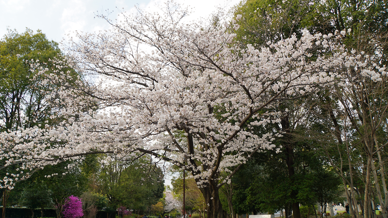 相模大野中央公園（相模原市南区相模大野）