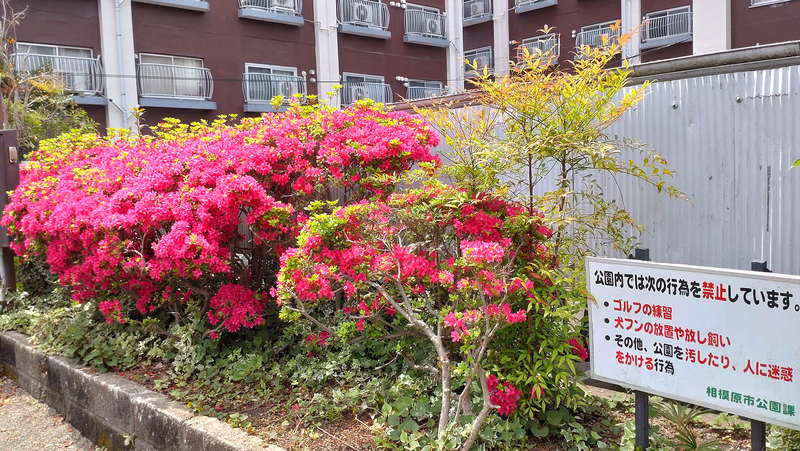 東林間公園（相模原市南区上鶴間）