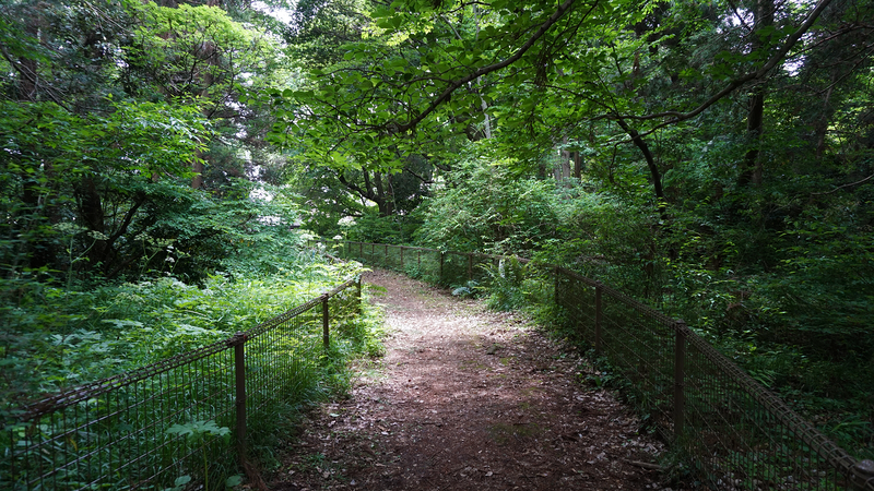 高木道正山河畔林（相模原市南区上鶴間本町）