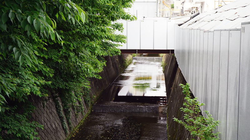 高木道正山河畔林（相模原市南区上鶴間本町）