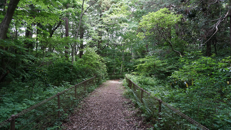 高木道正山河畔林（相模原市南区上鶴間本町）