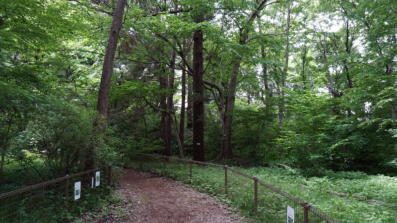 高木道正山河畔林（相模原市南区上鶴間本町）