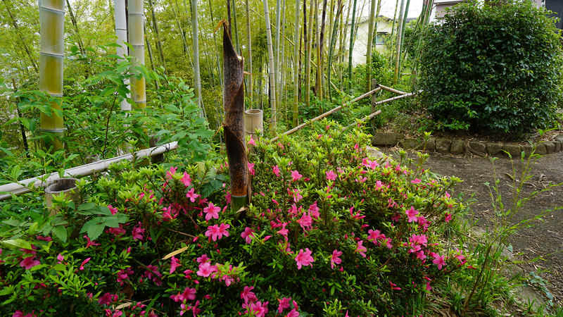 中和田天神上公園・天神稲荷（相模原市南区上鶴間本町）