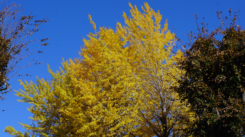 県道508号線③ ―厚木城山線を歩いてみた―
