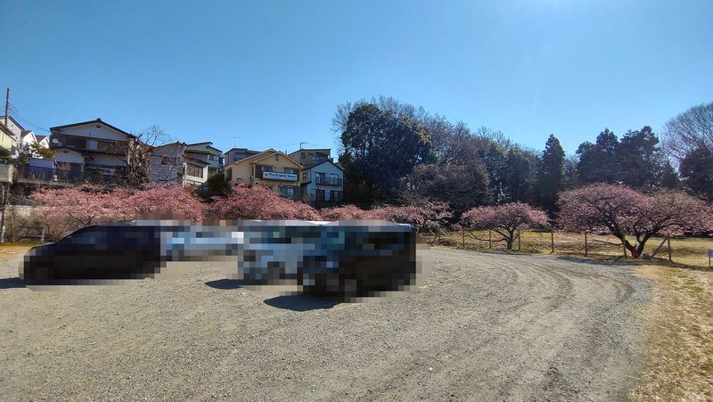 河津桜・あじさいライン（相模原市南区新戸）
