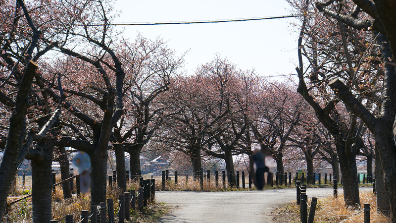 河津桜・あじさいライン（相模原市南区新戸）