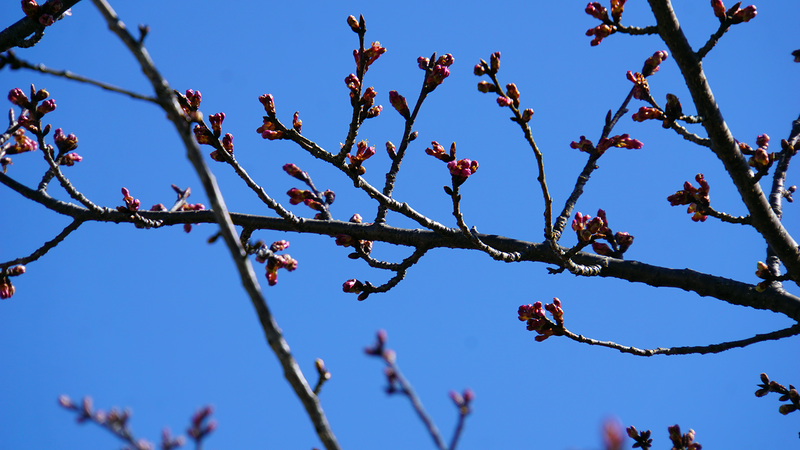 河津桜・あじさいライン（相模原市南区新戸）