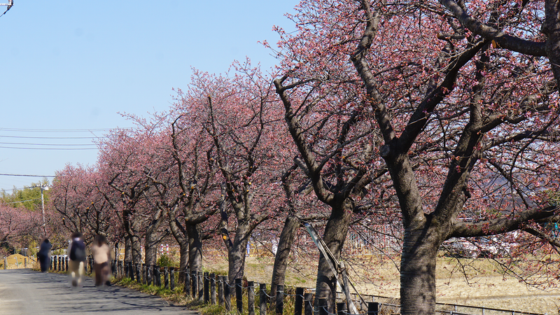河津桜・あじさいライン（相模原市南区新戸）