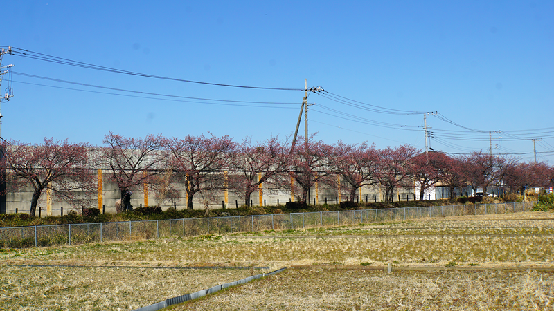 河津桜・あじさいライン（相模原市南区新戸）
