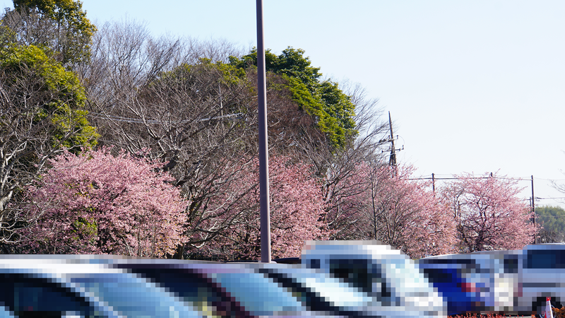 河津桜・あじさいライン（相模原市南区新戸）