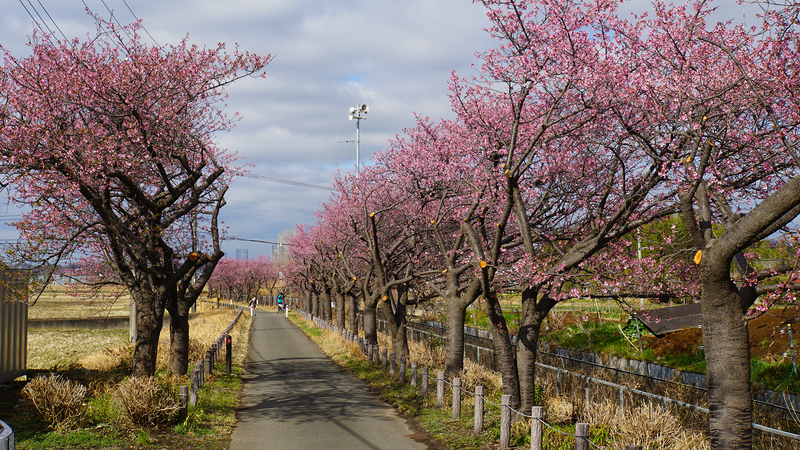 河津桜・あじさいライン（相模原市南区新戸）