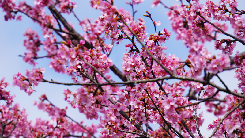 河津桜・あじさいライン（相模原市南区新戸）