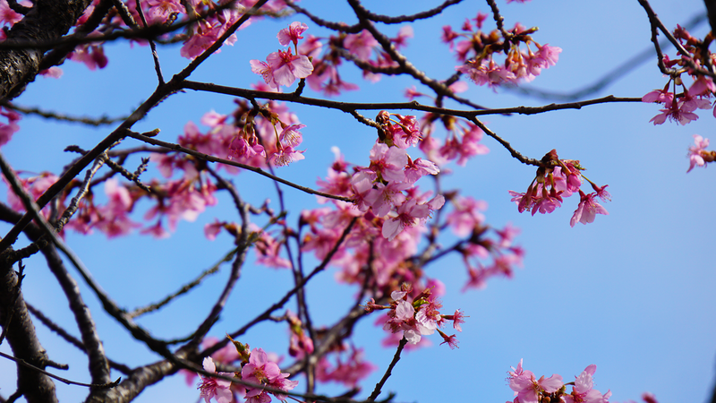 河津桜・あじさいライン（相模原市南区新戸）