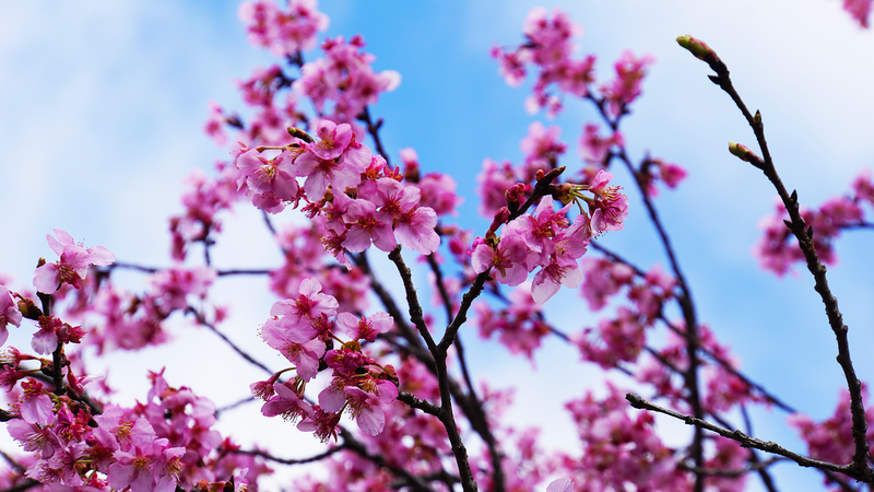河津桜・あじさいライン（相模原市南区新戸）