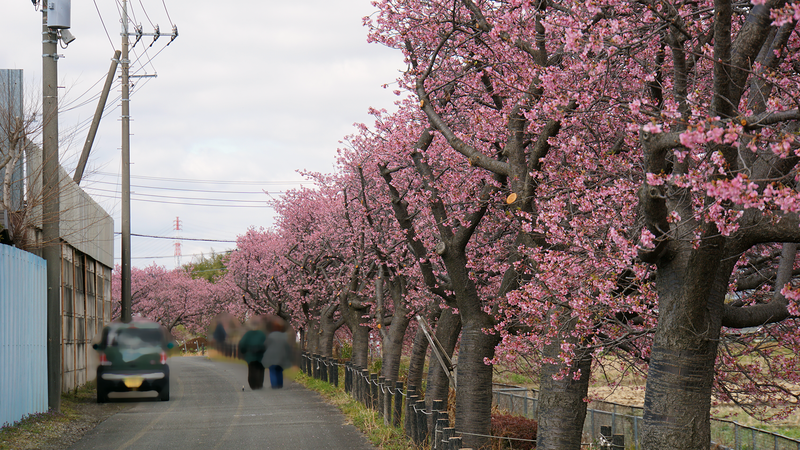 河津桜・あじさいライン（相模原市南区新戸）