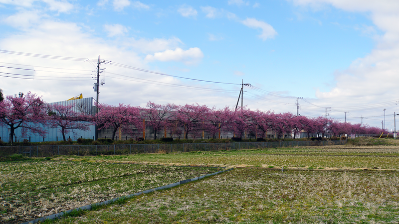 河津桜・あじさいライン（相模原市南区新戸）