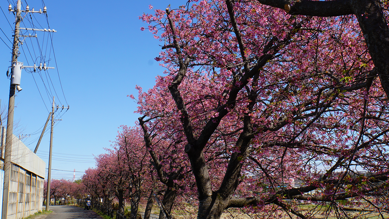 河津桜・あじさいライン（相模原市南区新戸）