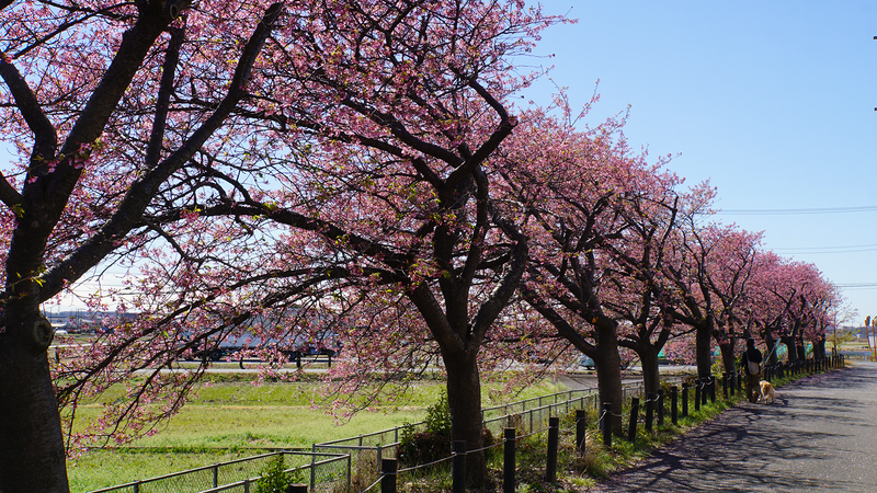 河津桜・あじさいライン（相模原市南区新戸）