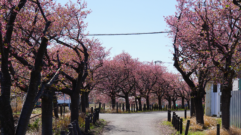 河津桜・あじさいライン（相模原市南区新戸）