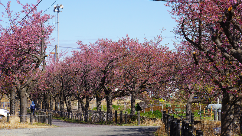 河津桜・あじさいライン（相模原市南区新戸）