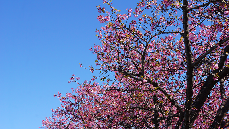河津桜・あじさいライン（相模原市南区新戸）