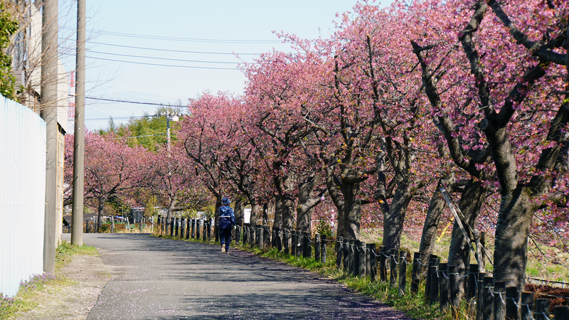 河津桜・あじさいライン（相模原市南区新戸）