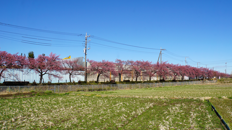 河津桜・あじさいライン（相模原市南区新戸）