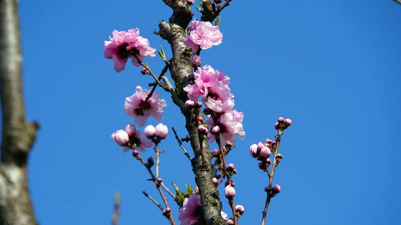 2026年3月21日　SC相模原 vs 横浜FC