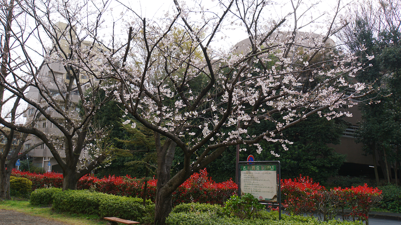古淵西公園（相模原市南区古淵）