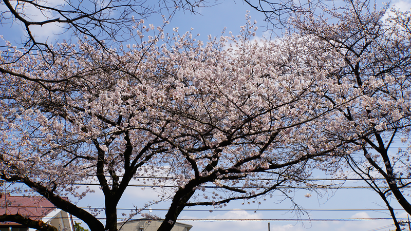 相模台公園（相模原市南区桜台）