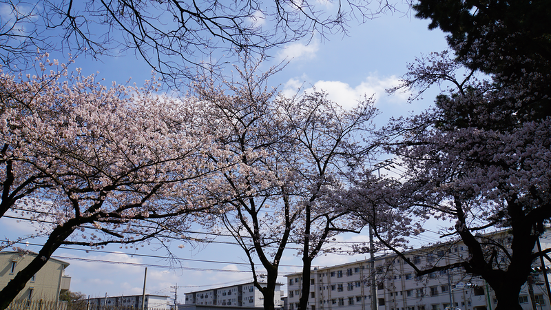 相模台公園（相模原市南区桜台）