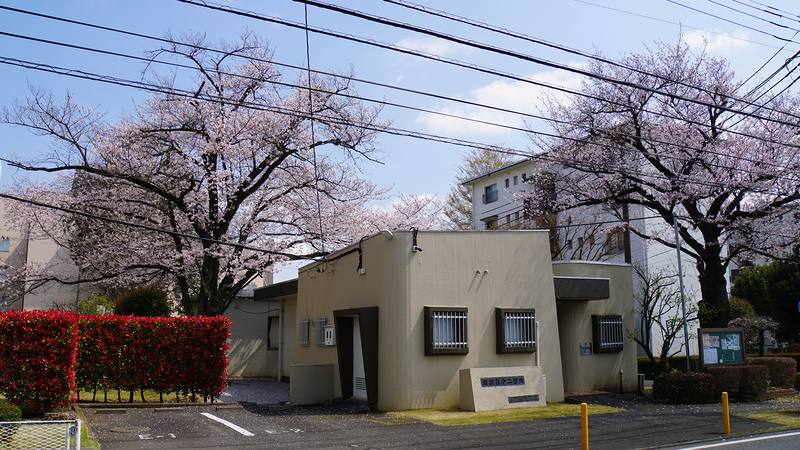 大沼・相模台・相武台 さくら散歩①（相模原市南区）