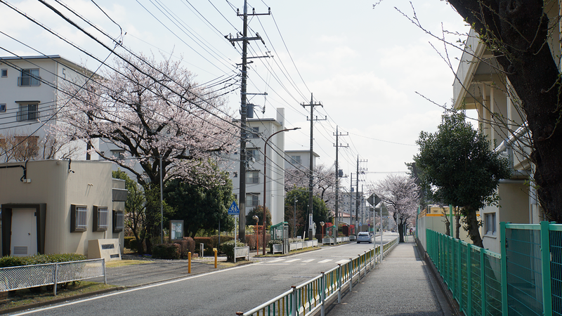 大沼・相模台・相武台 さくら散歩①（相模原市南区）