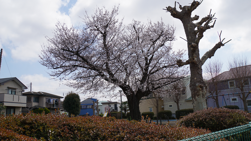 みゆき台公園（相模原市南区御園）