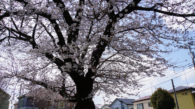 みゆき台公園（相模原市南区御園）