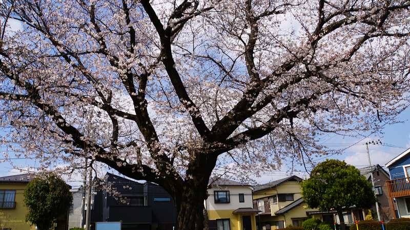 みゆき台公園（相模原市南区御園）