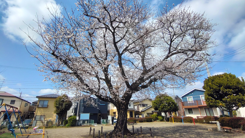 みゆき台公園（相模原市南区御園）