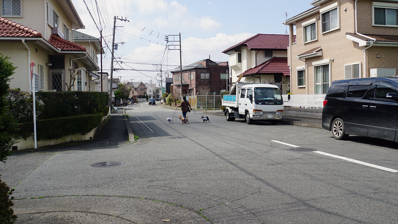 大沼・相模台・相武台 さくら散歩①（相模原市南区）
